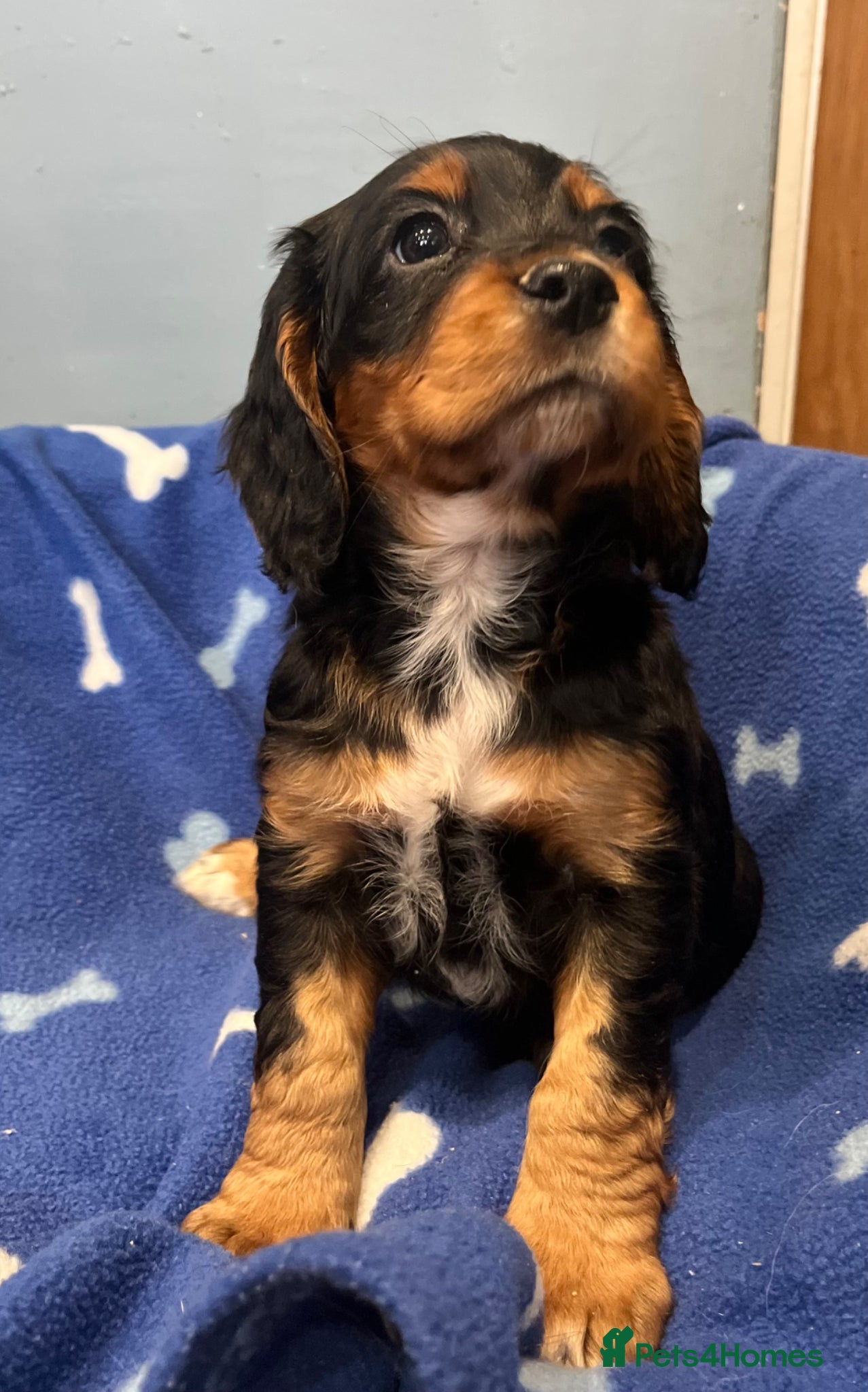 Cocker Spaniel dogs for sale: KC Cocker Spaniel puppies in Abertillery - Advert 4
