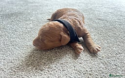 Cockapoo dogs for sale: Beautiful Cockapoo F2 puppies  - Image 13
