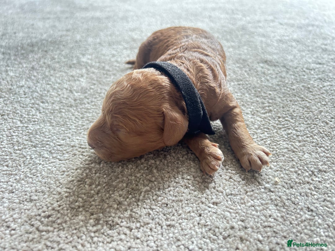 Cockapoo dogs for sale: Beautiful Cockapoo F2 puppies  - Image 13