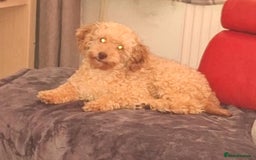 Miniature Poodle dogs for sale: Miniature poodles  - Image 7