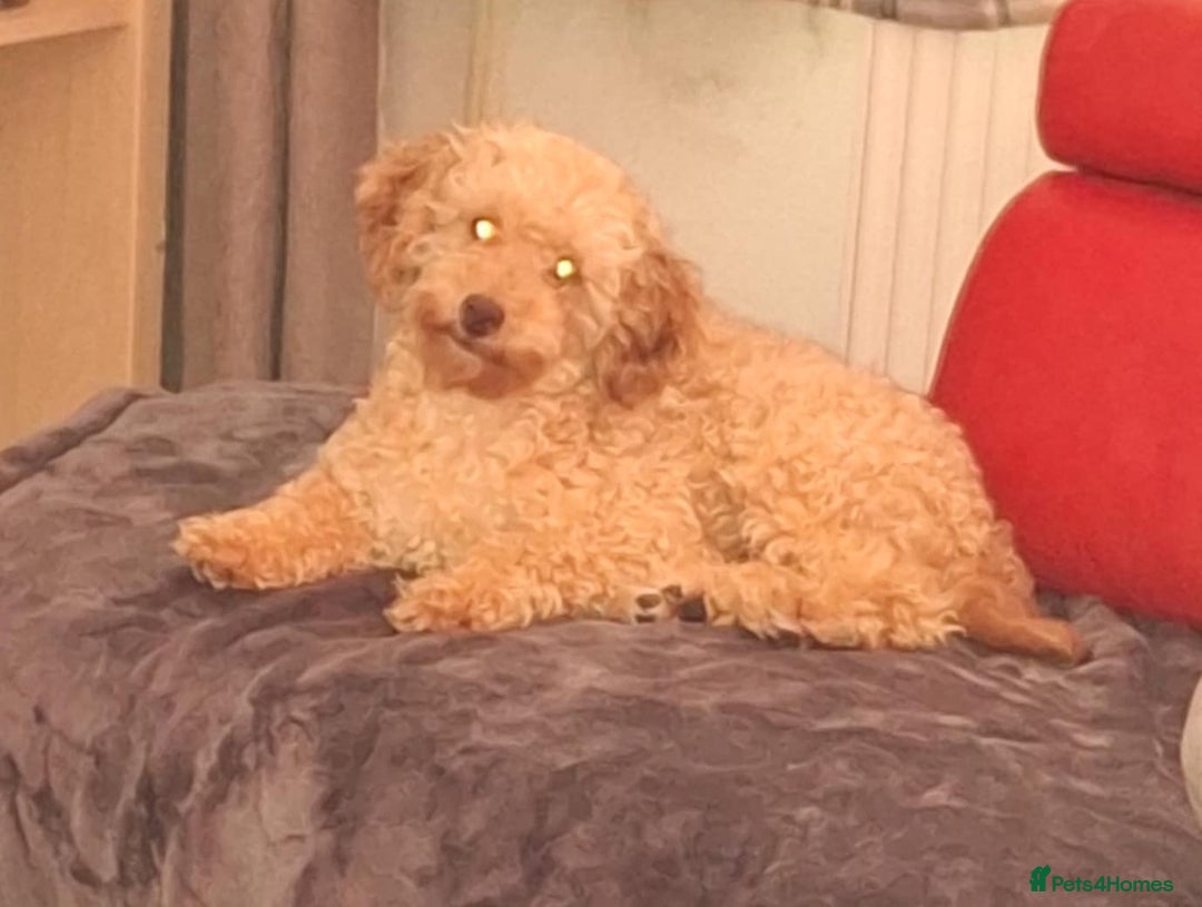 Miniature Poodle dogs for sale: Miniature poodles  - Image 7