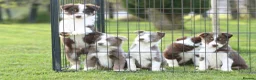 Border Collie dogs for stud: Exceptional Lilac & White DNA clear Border Collie in Saint Asaph - Advert 11