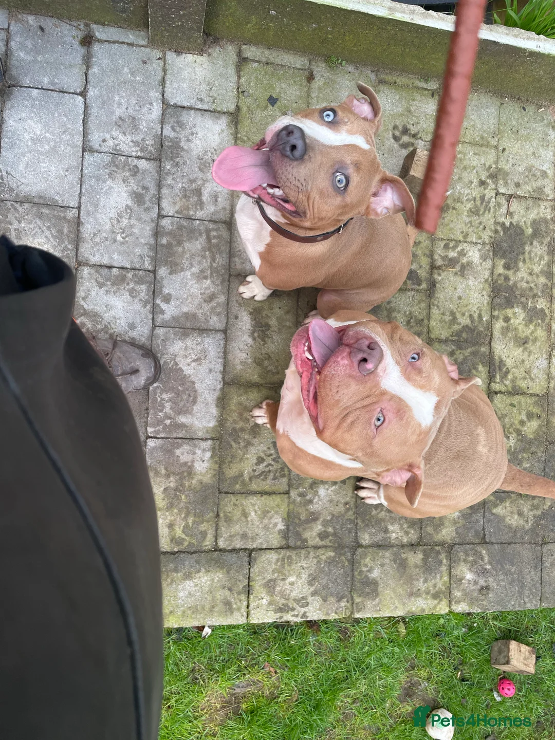 Gallery Image {{count}}