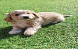 Maltipoo dogs for sale: Beautiful Maltipoo Babies - Image 23