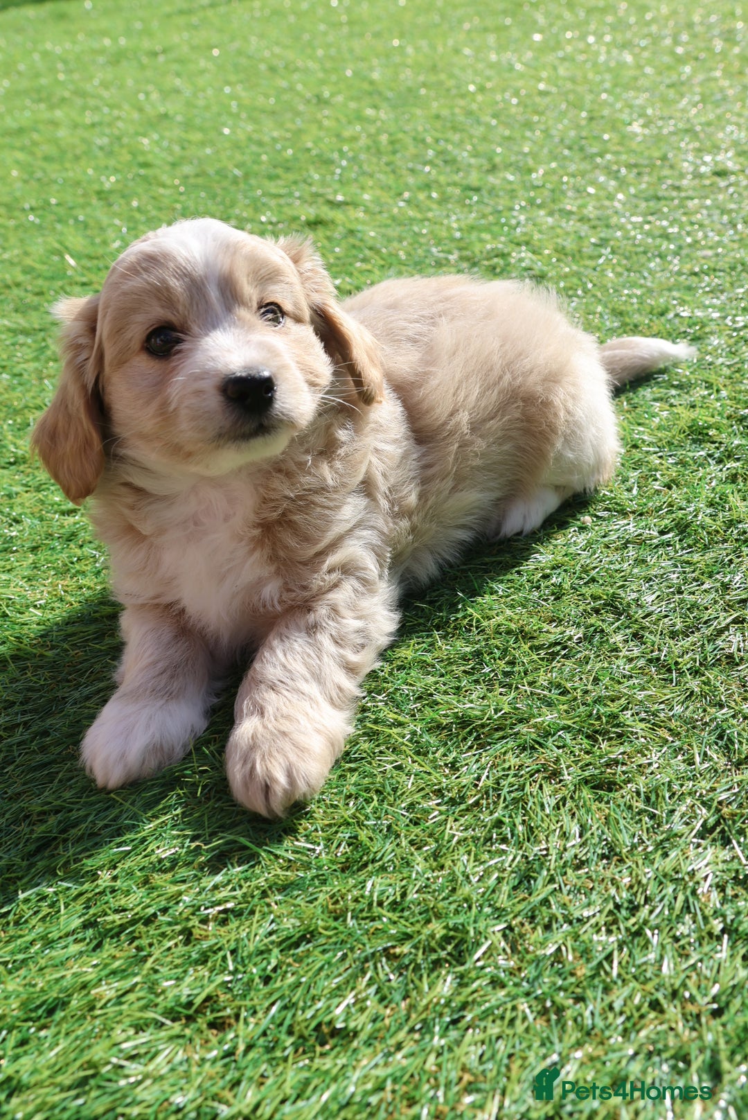 Maltipoo dogs for sale: Beautiful Maltipoo Babies - Image 23