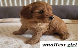 Cavapoo dogs for sale: QUALITY F1 CAVAPOO PUPS - HEALTH TESTED - Image 10