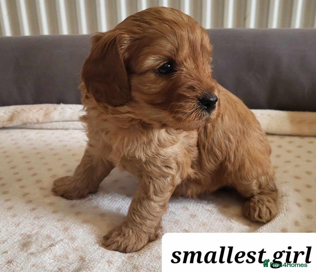 Cavapoo dogs for sale: QUALITY F1 CAVAPOO PUPS - HEALTH TESTED - Image 10