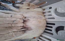Golden Retriever dogs for sale: Adorable KC Reg Golden Retriever Puppies - Image 17