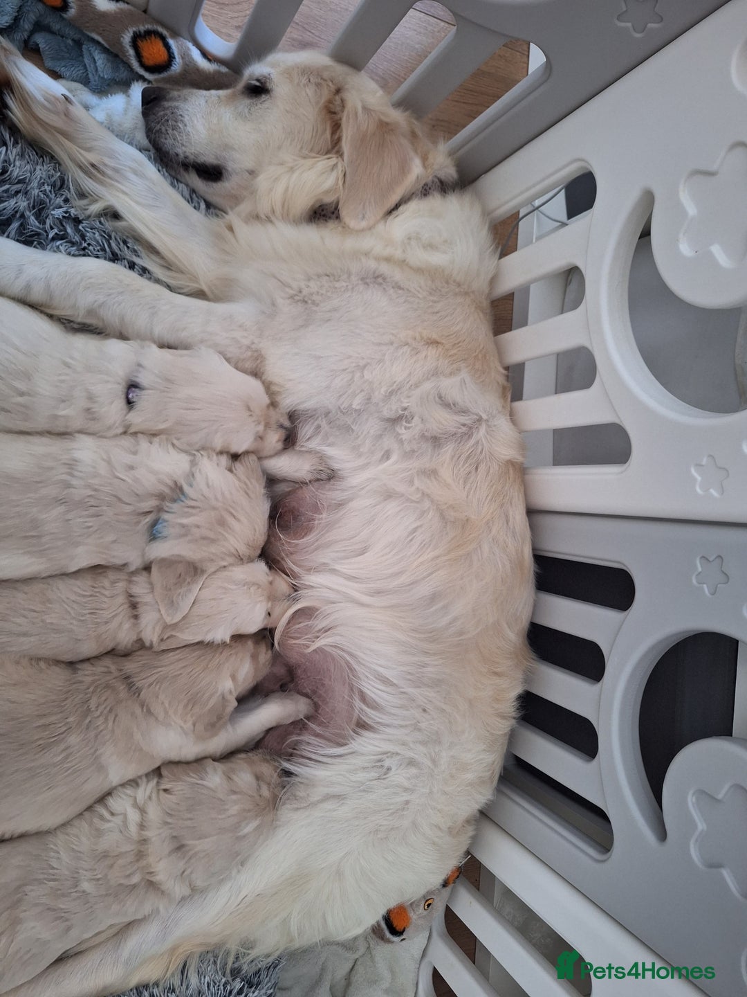 Golden Retriever dogs for sale: Adorable KC Reg Golden Retriever Puppies - Image 17
