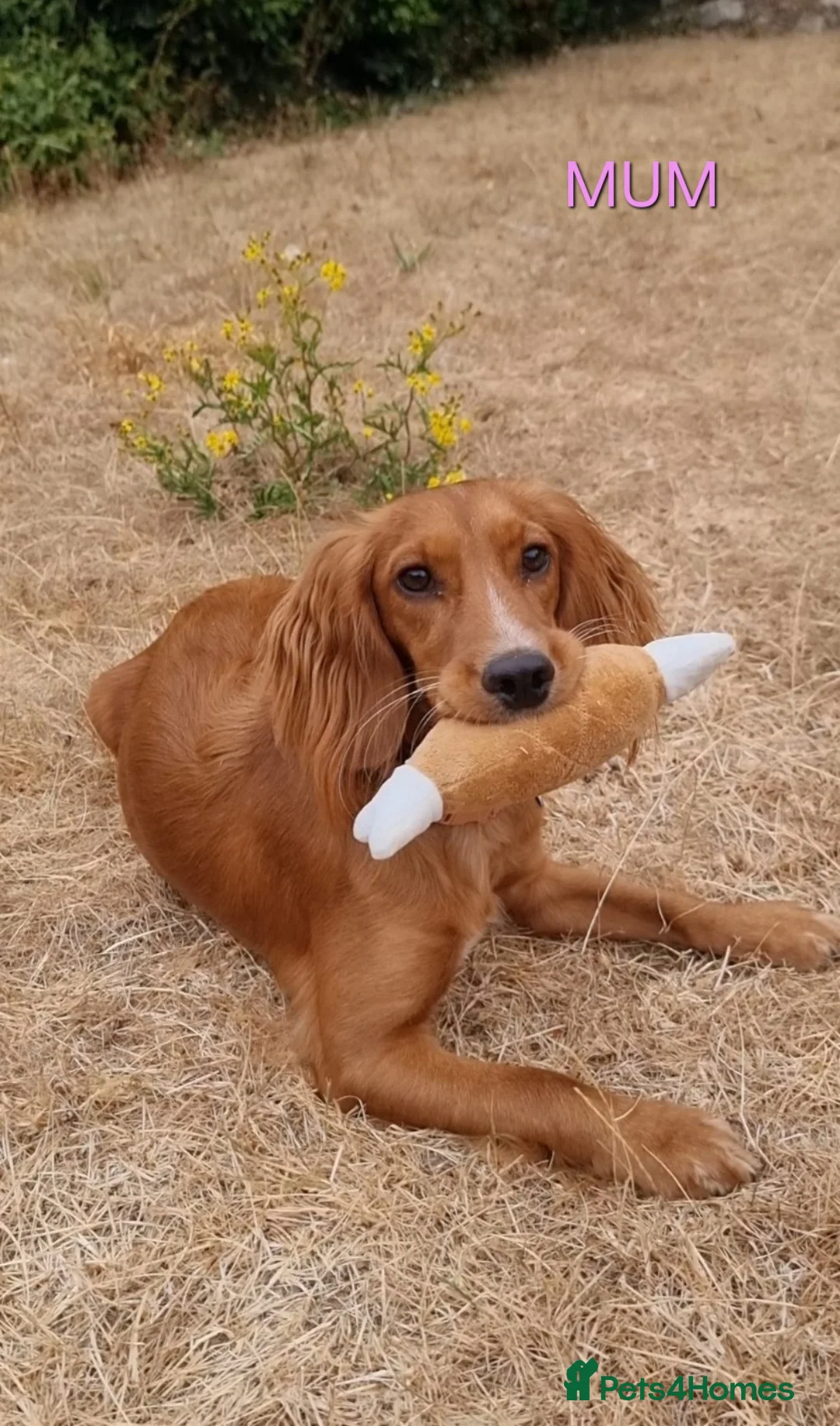 Cocker Spaniel dogs for sale: 🐾 Beautiful Cocker Spaniel Puppies For Sale 🐾 in Witney - Advert 2