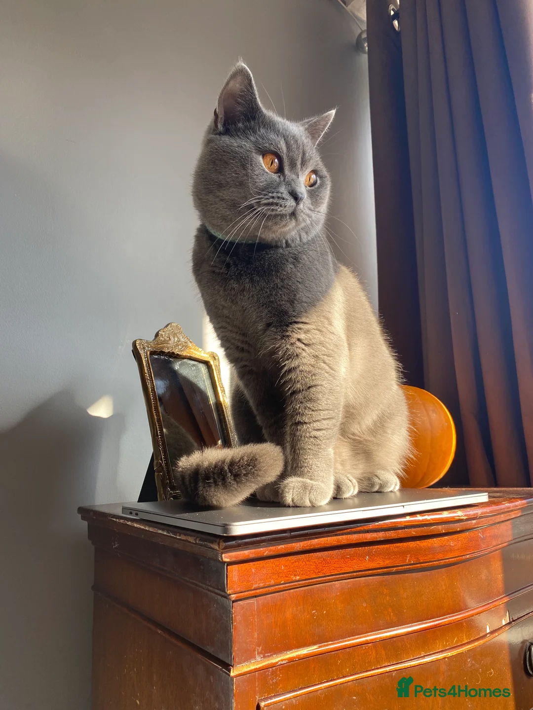 British Shorthair cats for stud: Stunning 5th Generation pedigree BSH in London - Advert 6