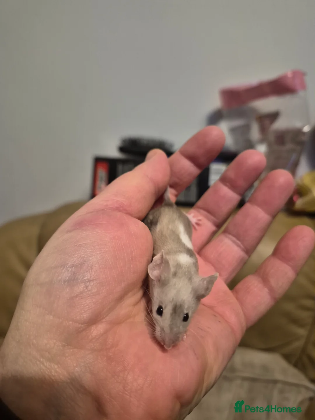 Mouse rodents for sale: 8 Cute Female Baby Fancy Mice - Advert 8