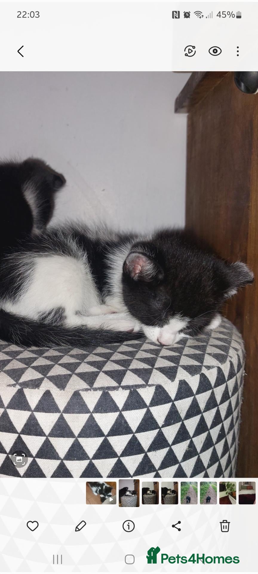 Mixed Breed cats Black and white kitten, a girl - Advert 4