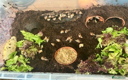 Snails invertebrates for sale: 🐌 Giant African Land Snail Babies 🐌  - Image 2