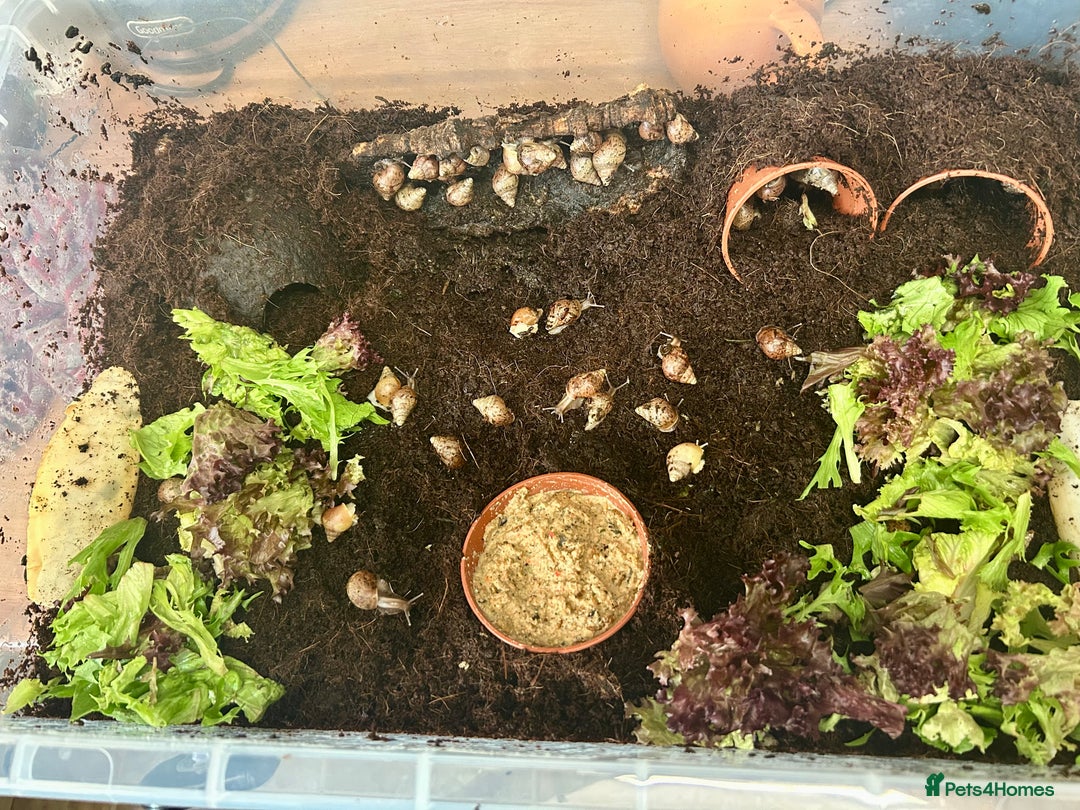 Snails invertebrates for sale: 🐌 Giant African Land Snail Babies 🐌  - Image 2