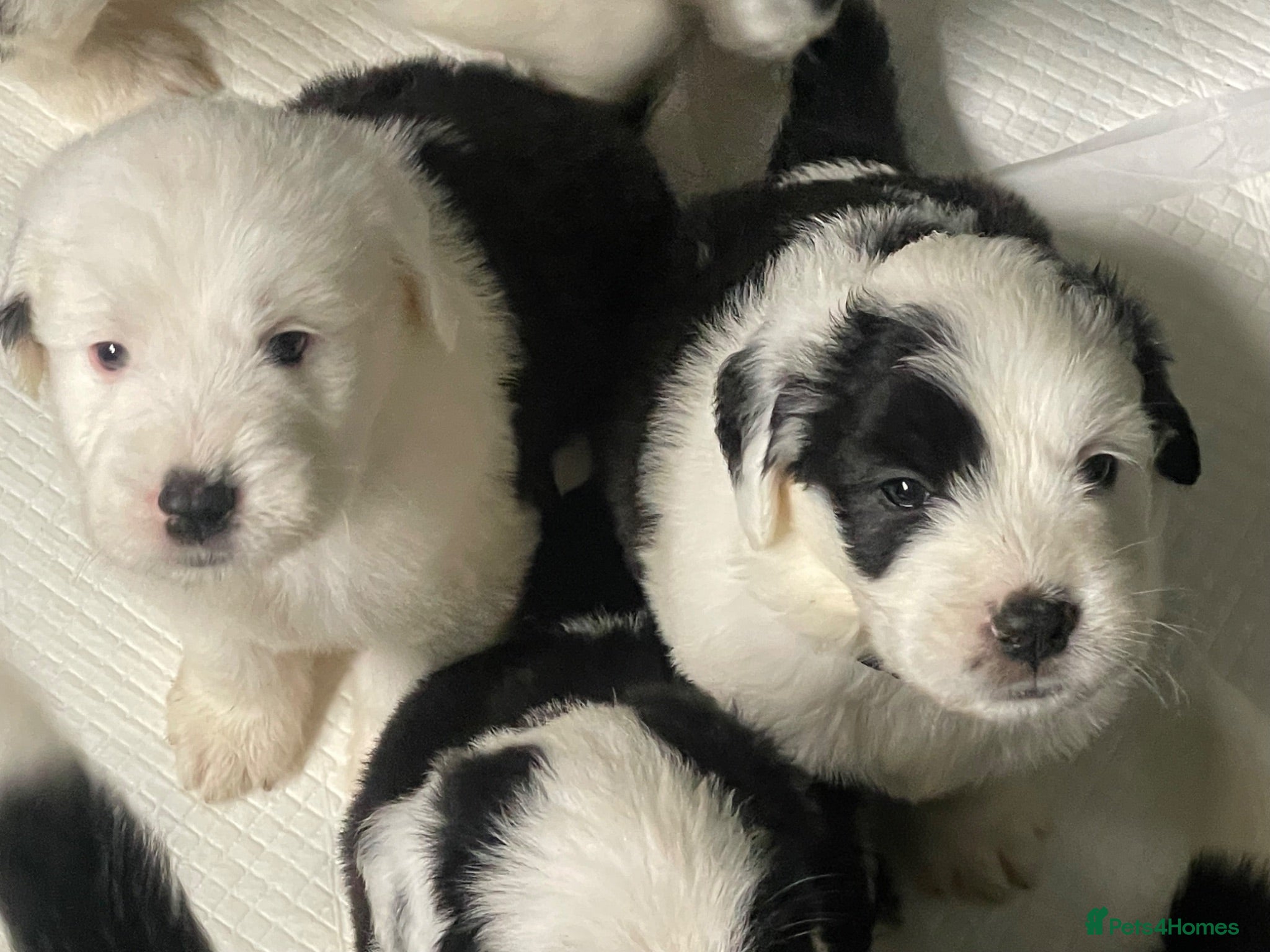 Old English Sheepdog dogs Old English x St Bernard  - Advert 1