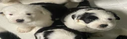 Old English Sheepdog dogs for sale: Old English x St Bernard SCOTLAND - Advert 30