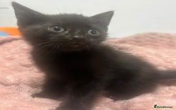 Mixed Breed cats for sale: 3 cute female kittens for sale  - Image 4