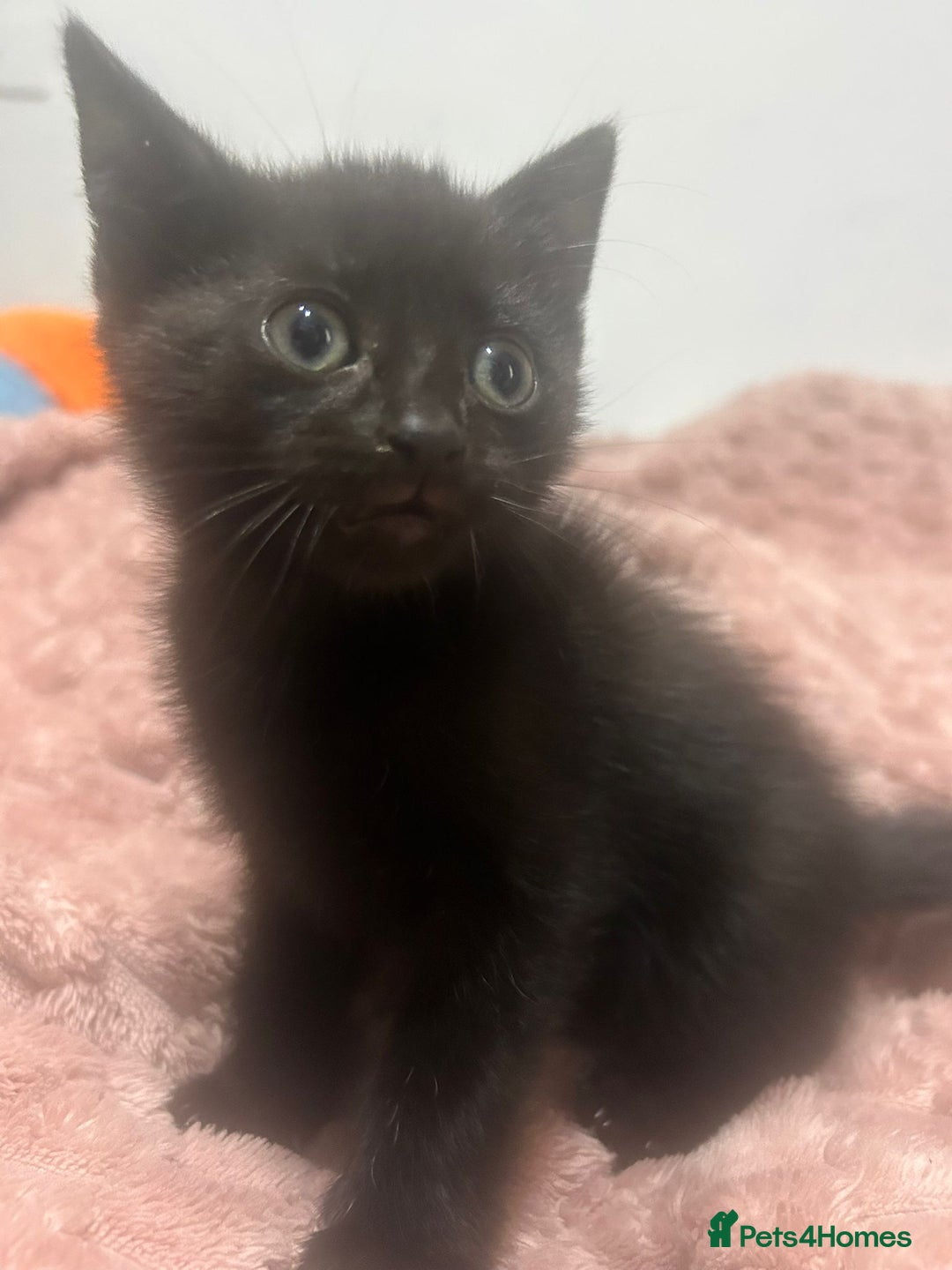Mixed Breed cats for sale: 3 cute female kittens for sale  - Image 4