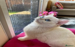British Shorthair cats for sale: British shorthair golden point - Image 1