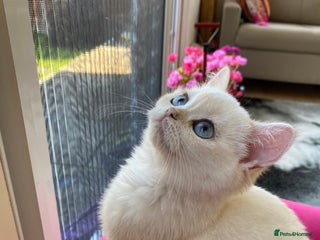 British Shorthair cats - Advert 20