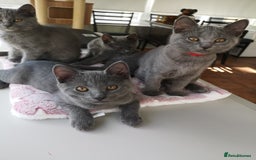 Chartreux cats for sale: Chartreux kittens 1 boy & 1 girl - Image 1