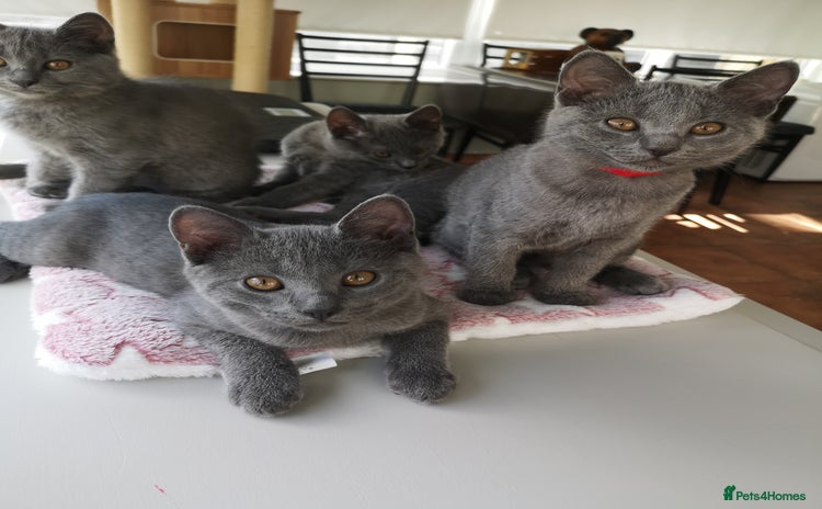 Chartreux cats - Advert 6