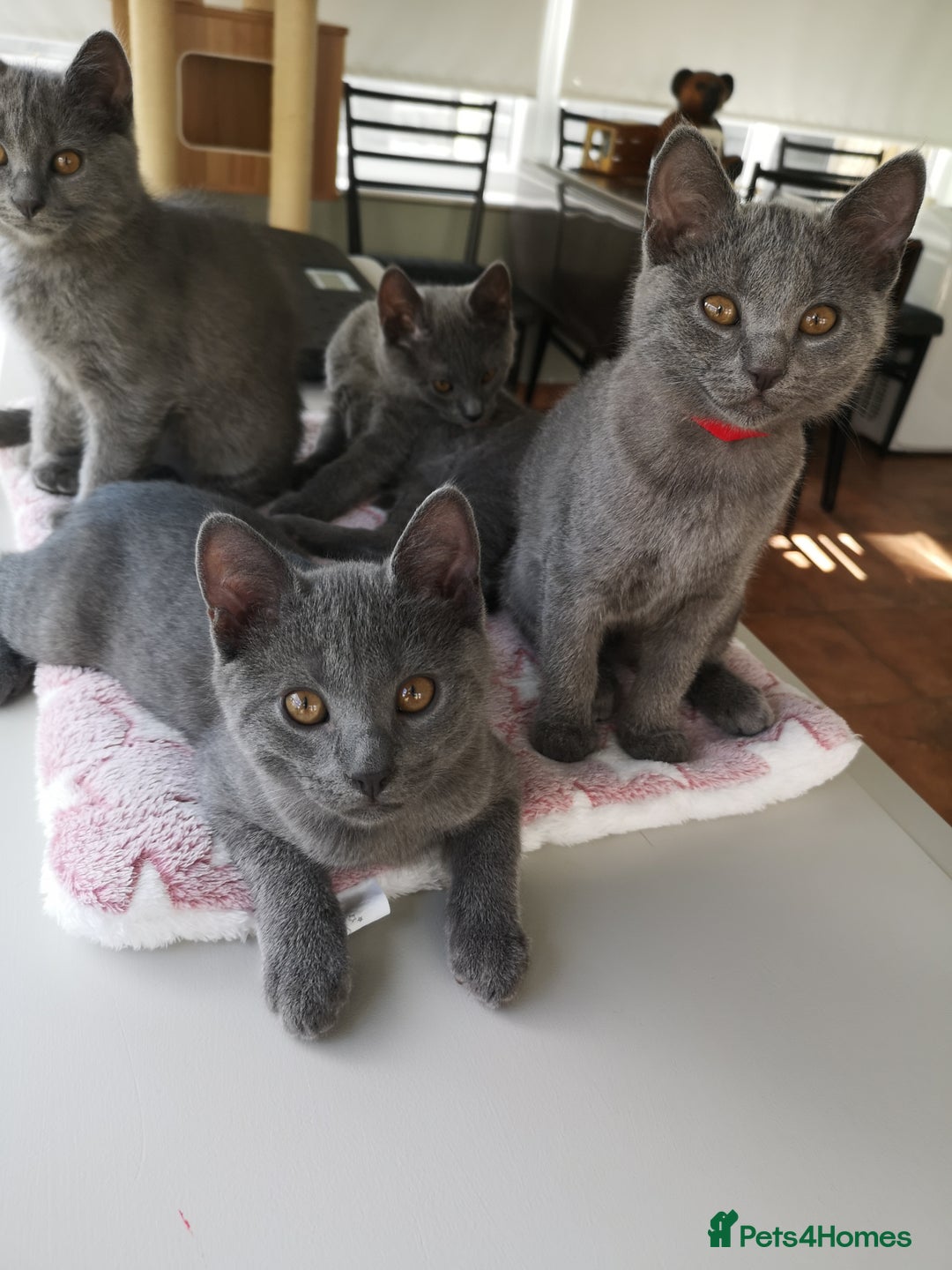 Chartreux cats for sale: Chartreux kittens 1 boy & 1 girl - Image 1