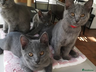 Chartreux cats - Advert 30