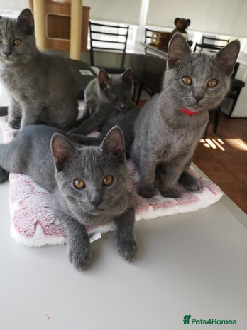 Chartreux cats - Advert 2
