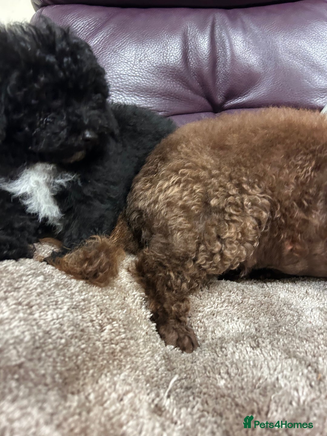Miniature Poodle dogs for sale: Miniature poodle  - Advert 25