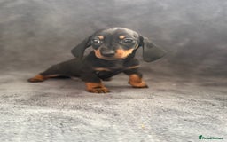 Dachshund dogs for sale: Miniature dachshund  - Image 8