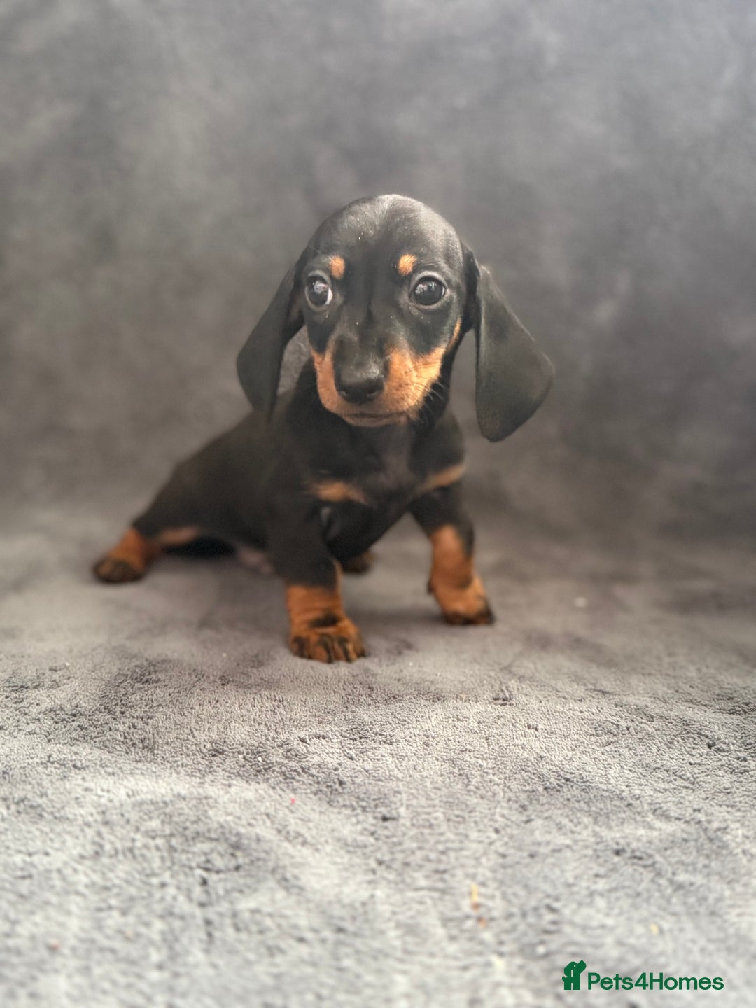 Dachshund dogs for sale: Miniature dachshund  - Image 8