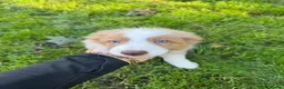 Border Collie dogs for sale: Our Bred Border Collie Puppies For Sale - Advert 3