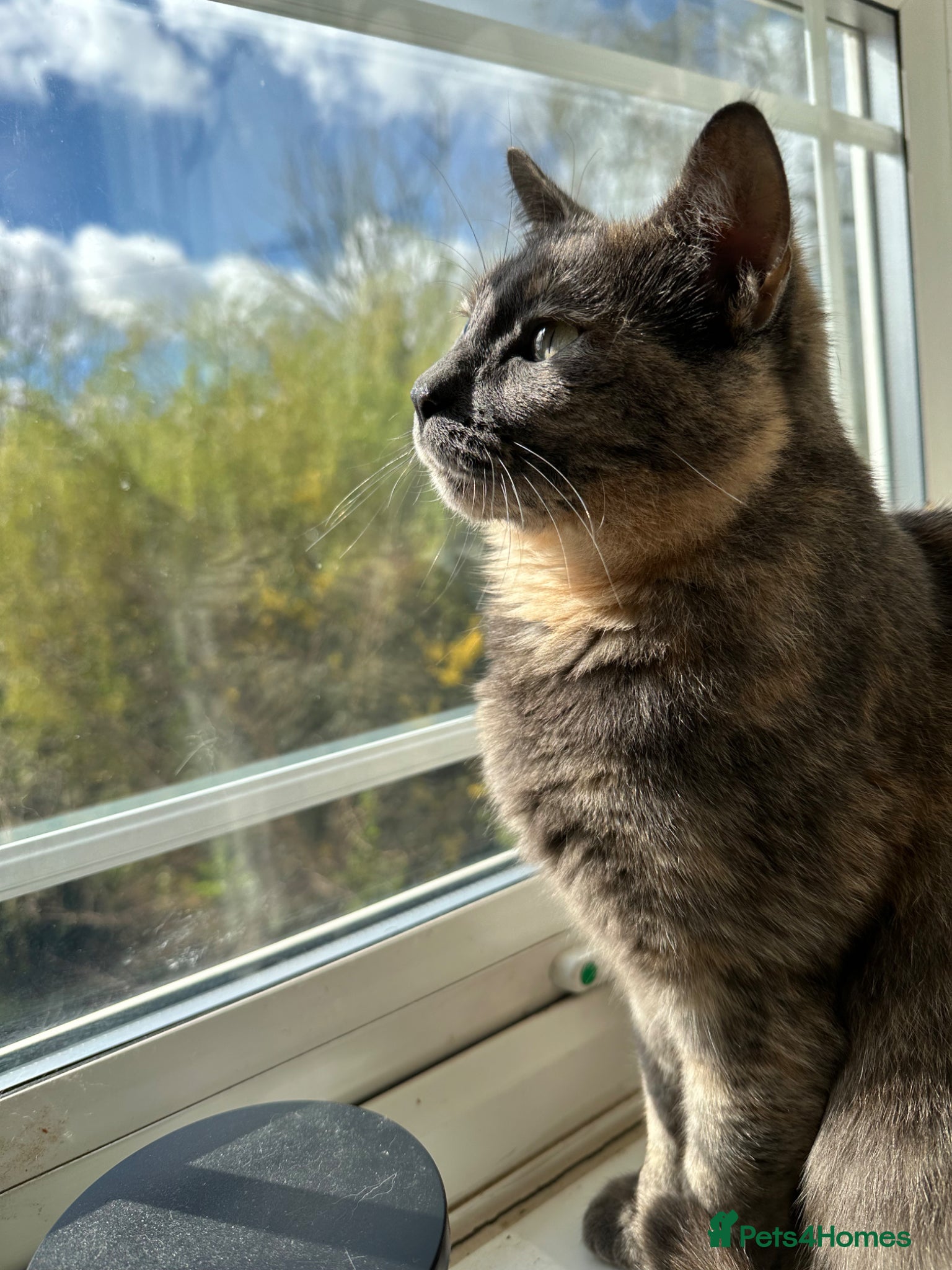 Domestic Shorthair cats Female lady cat domestic short haired 🤍🌺 - Advert 13