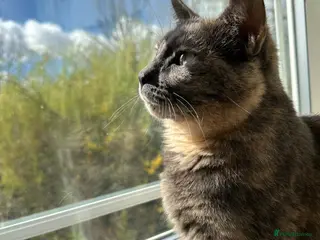 Domestic Shorthair cats Female lady cat domestic short haired 🤍🌺 - Advert 13