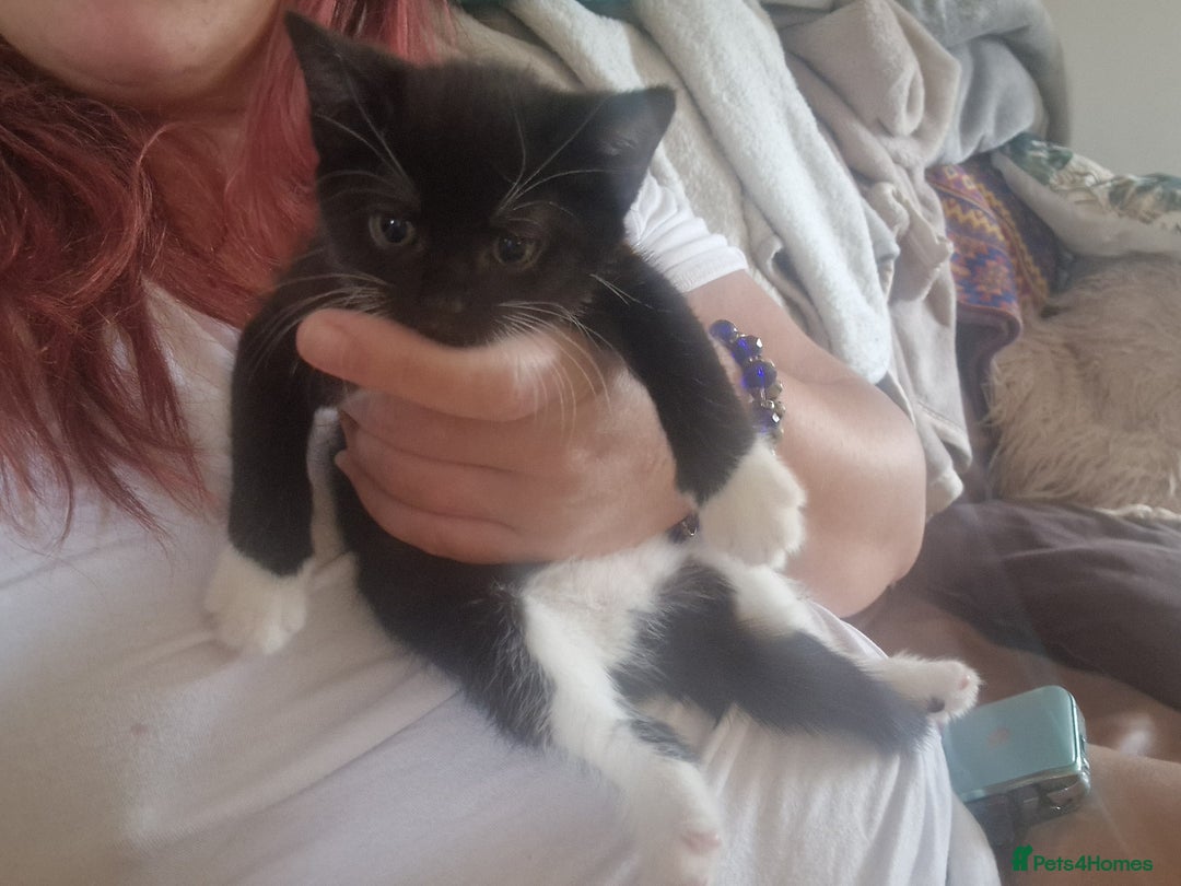 Mixed Breed cats for sale: Kittens - Image 30