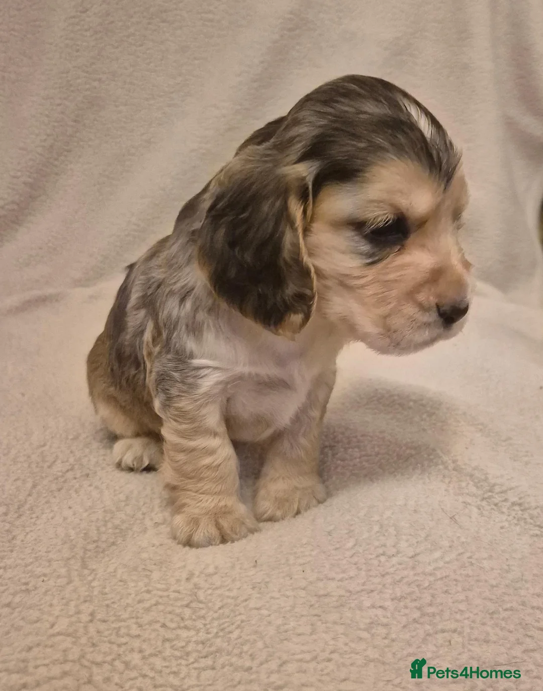 Cocker Spaniel dogs for sale: Stunning Health Tested Cocker Spaniels  - Advert 40