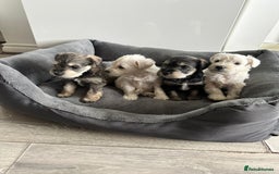 Miniature Schnauzer dogs for sale: 🐾 STUNNING KC REG MINIATURE SCHNAUZERS 🐾 - Image 1