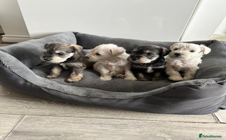 Miniature Schnauzer dogs - Advert 10