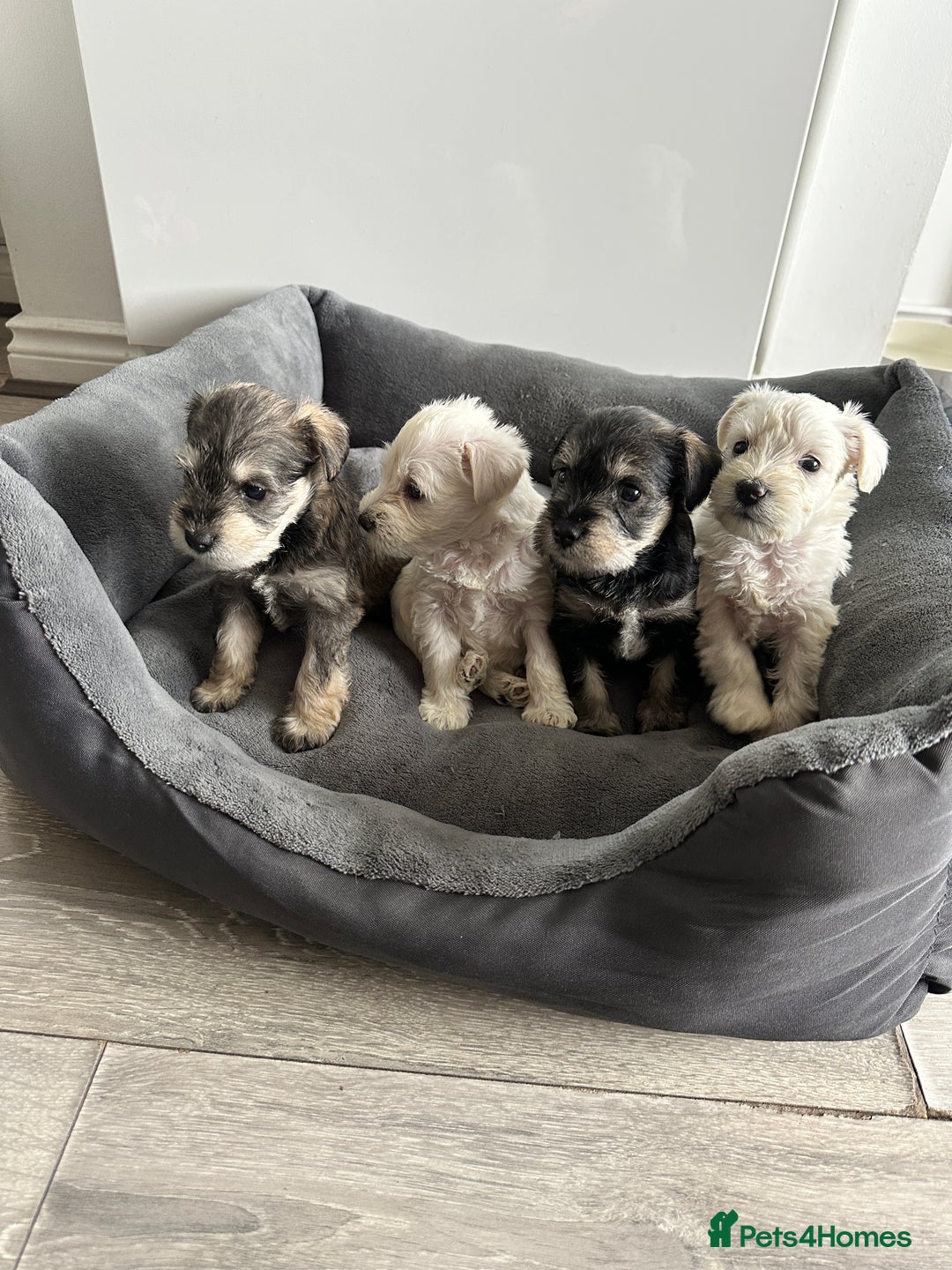 Miniature Schnauzer dogs for sale: 🐾 STUNNING KC REG MINIATURE SCHNAUZERS 🐾 - Image 1