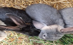 Mini Lop rabbits for sale:  Baby Mini Lop Rabbits - 11 weeks - black/grey - Image 4