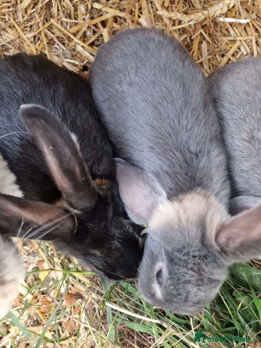Mini Lop rabbits for sale:  Baby Mini Lop Rabbits - 11 weeks - black/grey - Image 4