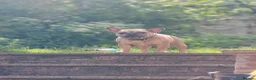 French Bulldog dogs for sale: Meet Norman our French bulldog  - Advert 3