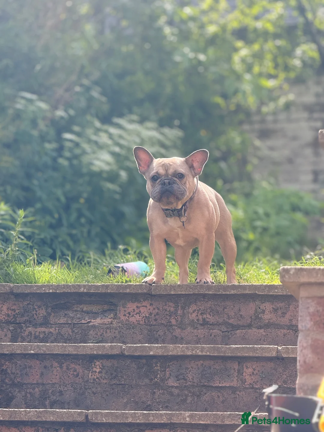 French Bulldog dogs for sale: Meet Norman our French bulldog  - Advert 3