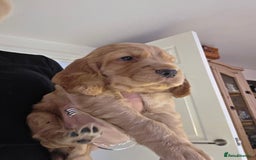 Cocker Spaniel dogs for sale: Beautiful and sweet puppy😊 - Image 23