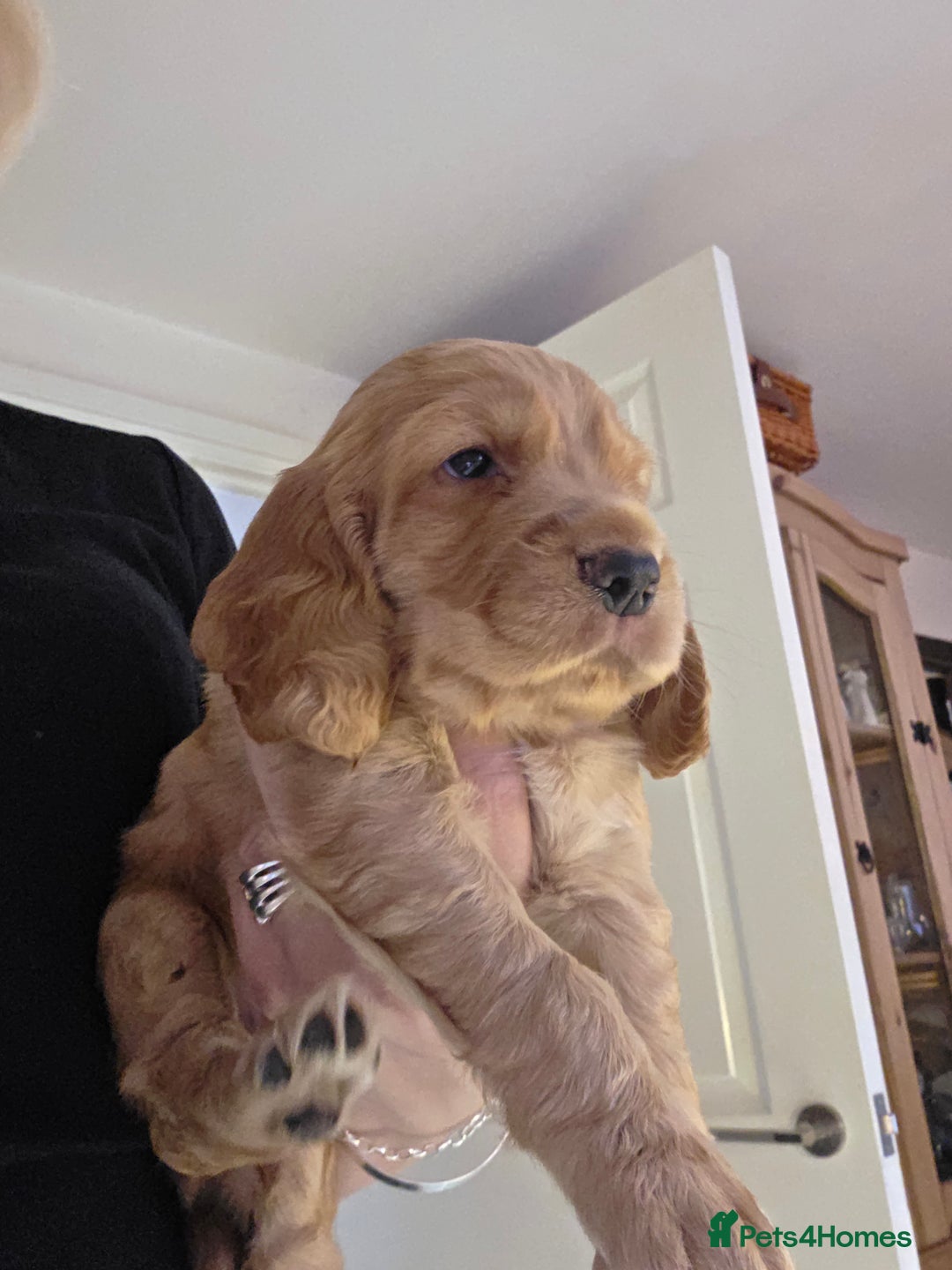 Cocker Spaniel dogs for sale: Beautiful and sweet puppy😊 - Image 23