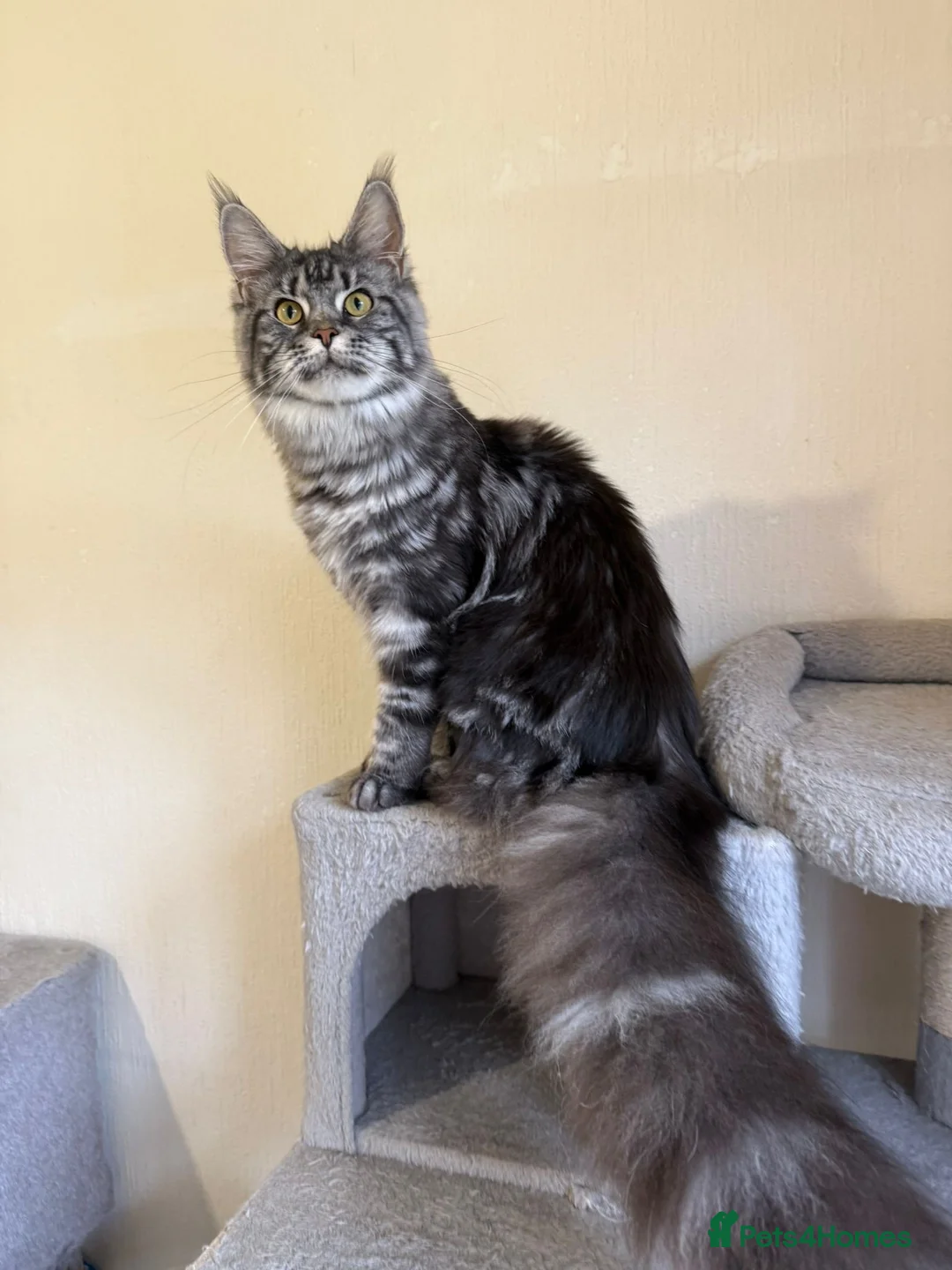 Maine Coon cats for sale: 2 Russian Import line Maine coon sisters - Advert 1
