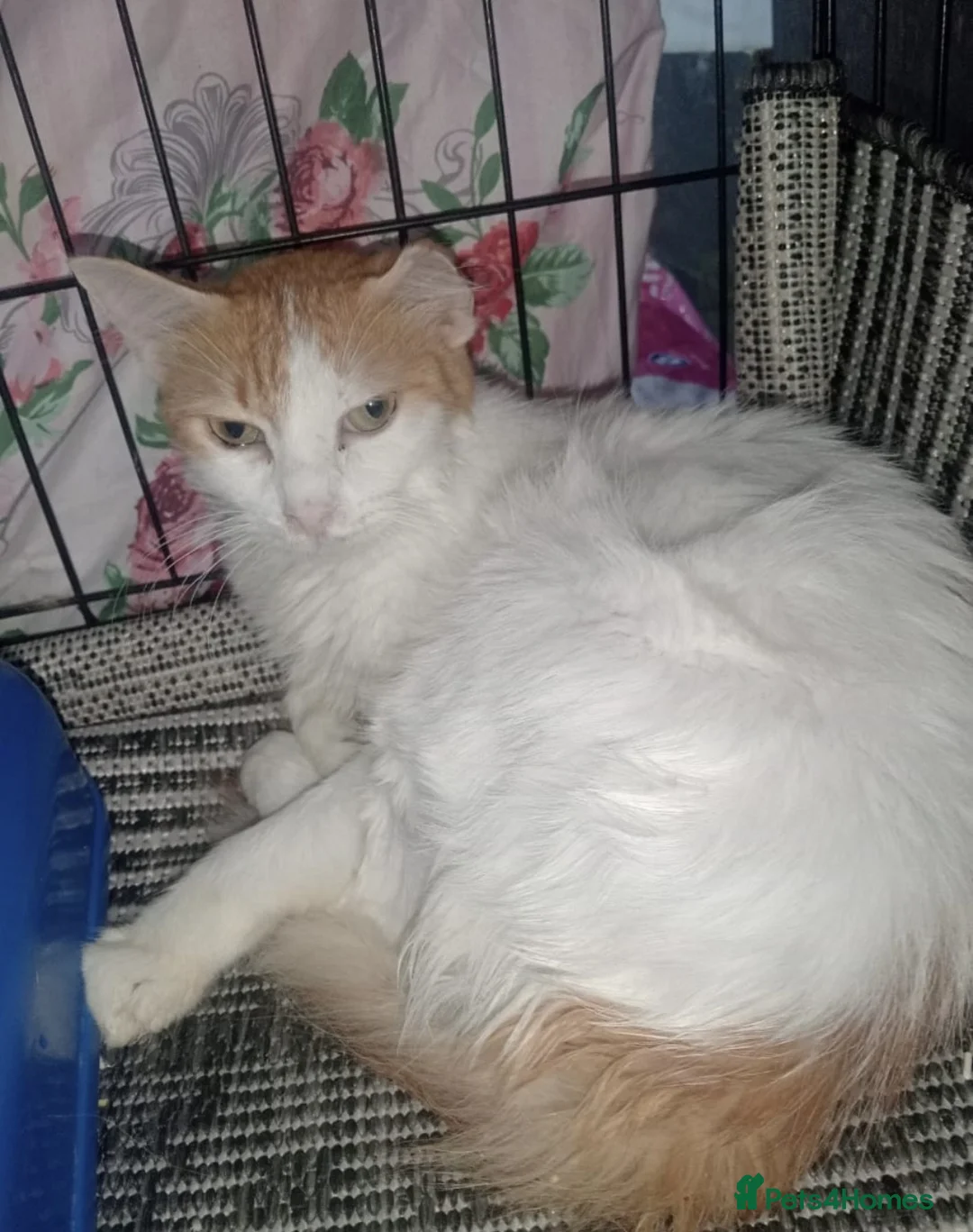 Arabian Mau cats for adoption: Stella - Advert 1