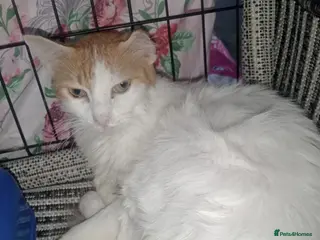 Arabian Mau cats Stella - Advert 5